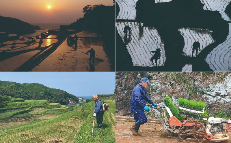 浜野浦の棚田米 10kg / 米 お米 精米 白米 新米 ご飯 棚田 産地直送 数量限定 佐賀県 玄海町 常温 送料無料