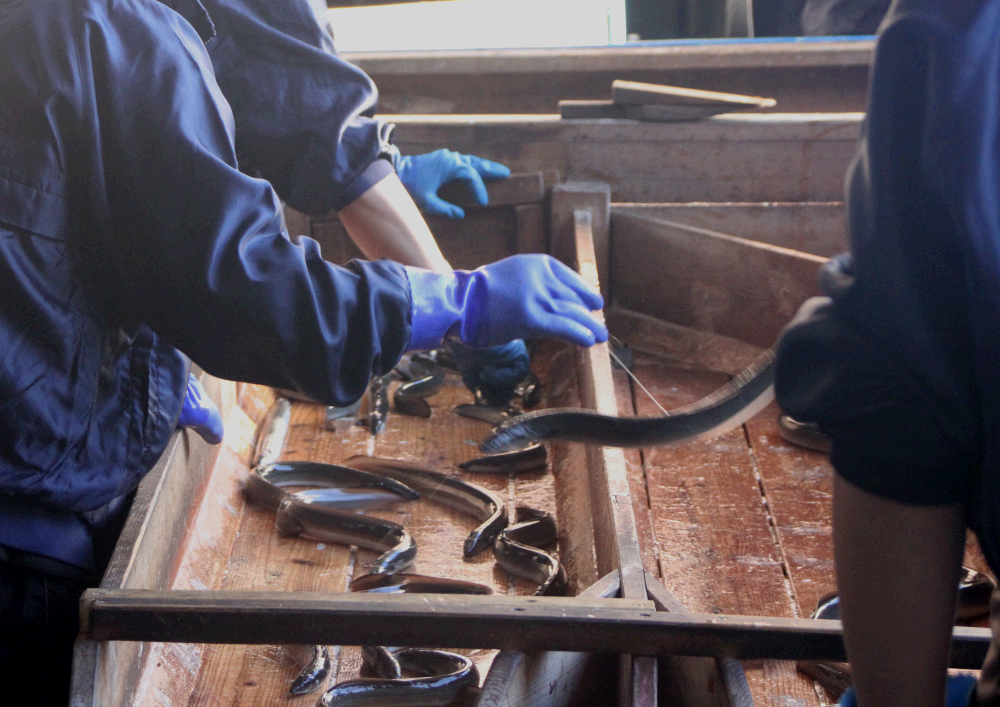 浜名湖産うなぎ 特上・長蒲焼4枚入り_うなぎ 鰻 ウナギ かば焼き 蒲焼き 蒲焼 浜名湖 静岡県 国産 浜名湖うなぎ 土用 丑の日 惣菜 おかず おつまみ たれ 山椒 湖西市 人気 美味しい ギフト プレゼント 冷凍 送料無料【1488560】