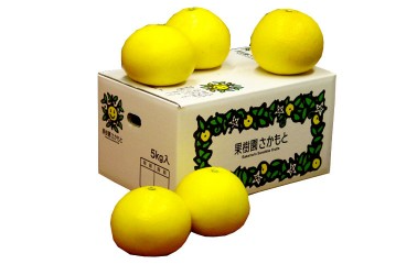 【2026年2月より発送】 高知県産 土佐文旦 特上品 5kg 贈答用 ぶんたん 時期 人気 旬 柑橘 フルーツ 果物 国産 ブランド ビタミン 生産者 産地 高知 須崎 KJS018_x