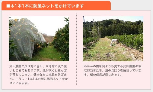 先行受付 訳あり はるか 5kg なくなり次第終了 柑橘 かんきつ 期間限定 みかん 蜜柑 冬 糖度 みかん職人武田屋