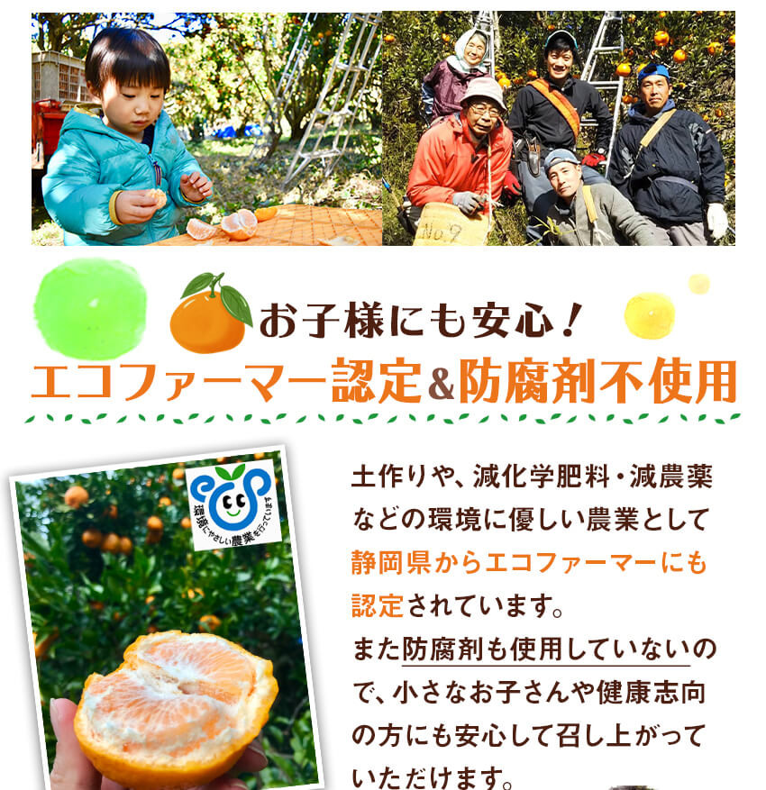 2025年3月上旬~中旬発送予定 栄久ぽんかん 2kg