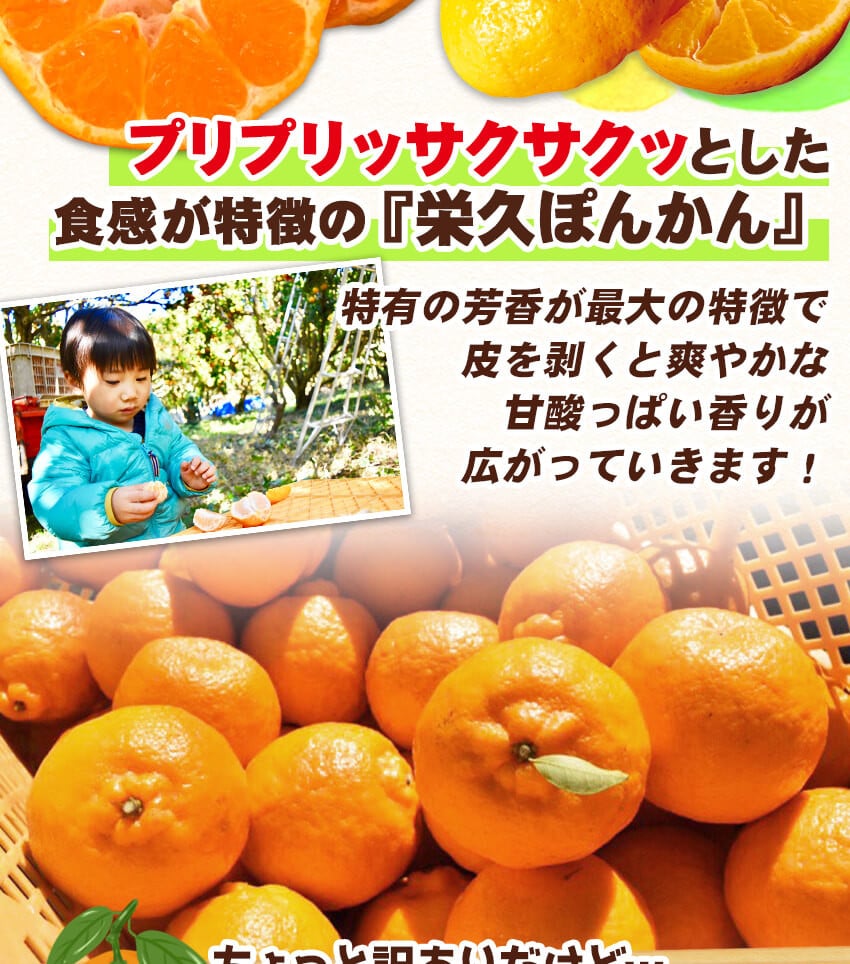 2025年3月上旬~中旬発送予定 栄久ぽんかん 2kg