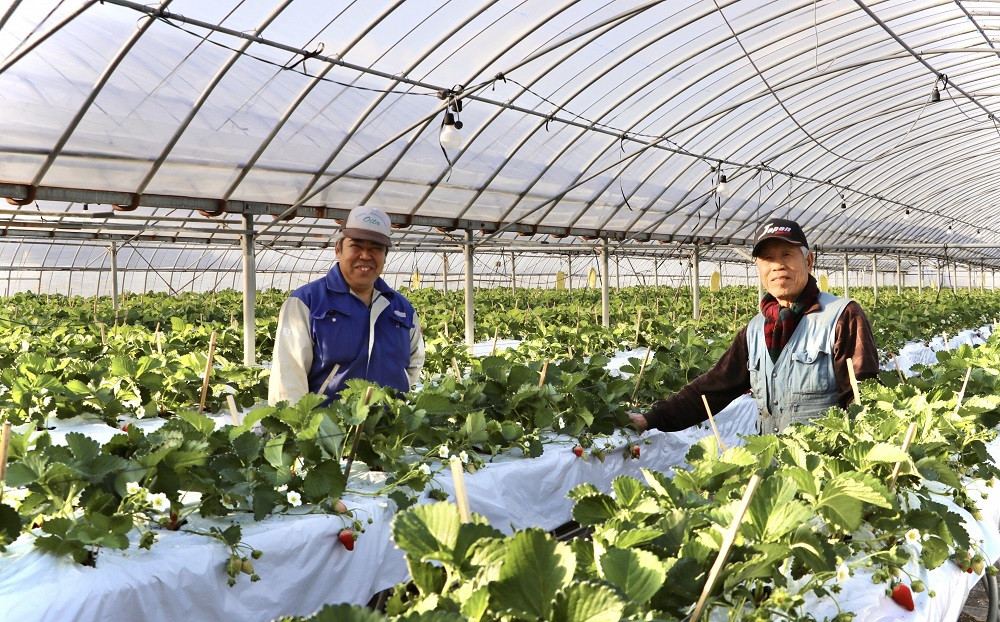 【いちご(イチゴ)先行予約】いちごのベリーツ 大粒(280g×2パック) | いちご いちごベリーツ ベリーツいちご いちごブランド 大分いちご 大分県産いちご イチゴ 苺 ベリーツ ストロベリー 豊後高田市