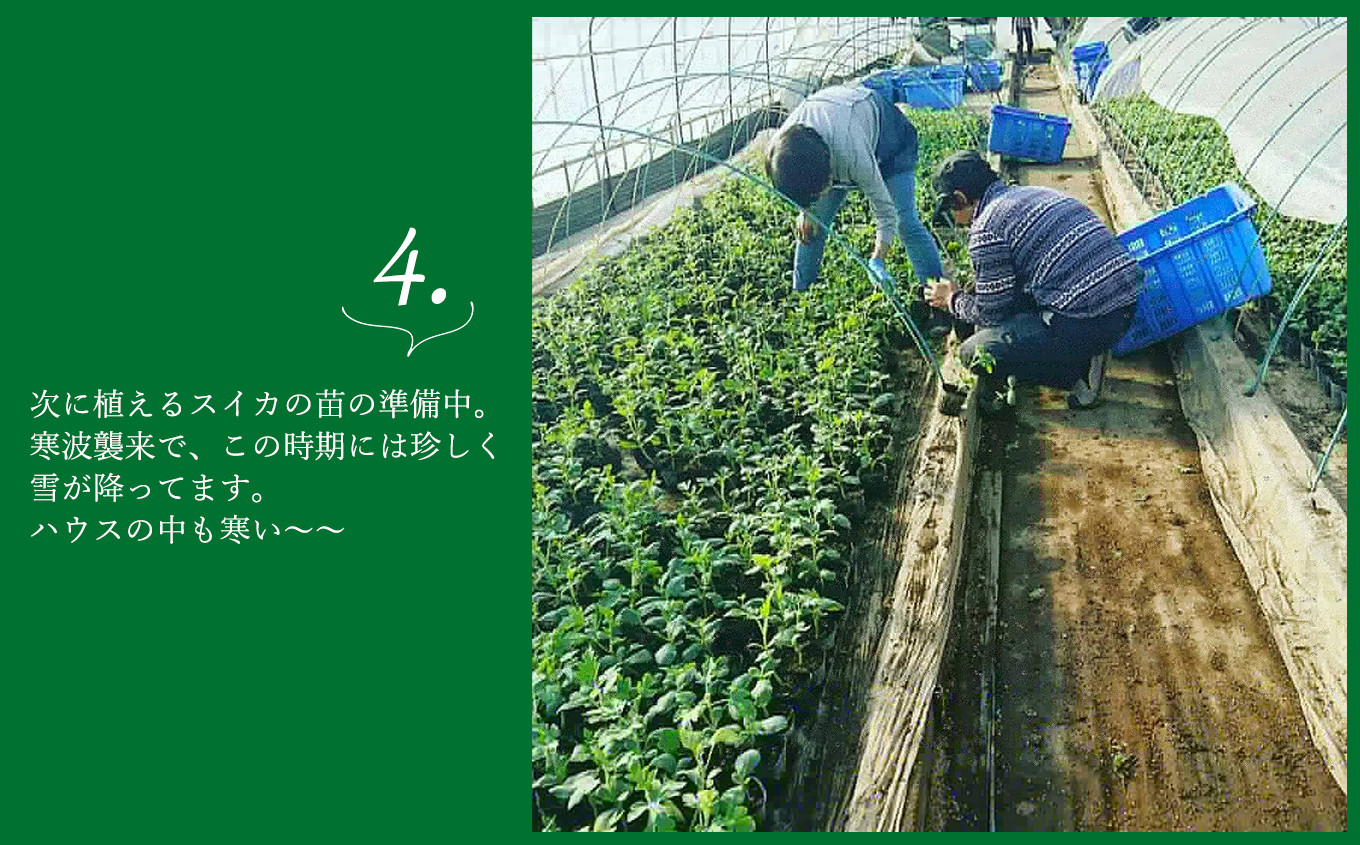 【先行予約】小玉スイカ 食べ比べ 小玉スイカ（赤色・黄色）【2026年（令和8年）5月下旬頃から順次発送予定】 熊本和水町産 西瓜 すいか 人気セット くまもと県 産地直送