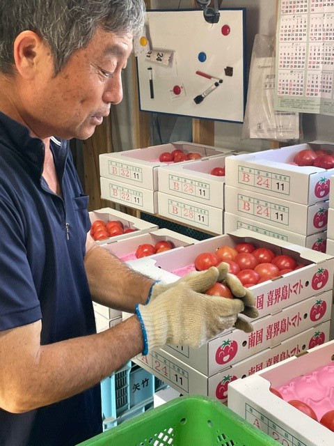 喜界町産トマト3.5kg~4.0kg　矢竹農園
