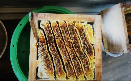 【 定期便 3回 】和水町産 日本蜜蜂のはちみつ「希少品」 320g | 熊本県 熊本 くまもと 和水町 なごみまち なごみ ハチミツ ハチミツ 蜂蜜 日本蜜蜂 国産 320g 瓶