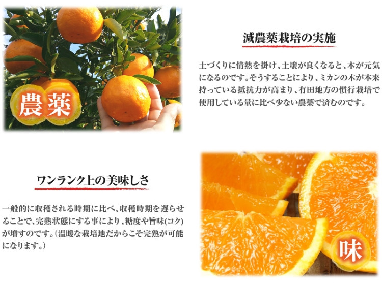 清見オレンジ約8kg / 果実サイズおまかせ ※2026年2月中旬～2026年4月下旬頃に発送予定　紀伊国屋文左衛門本舗【kstb401C】