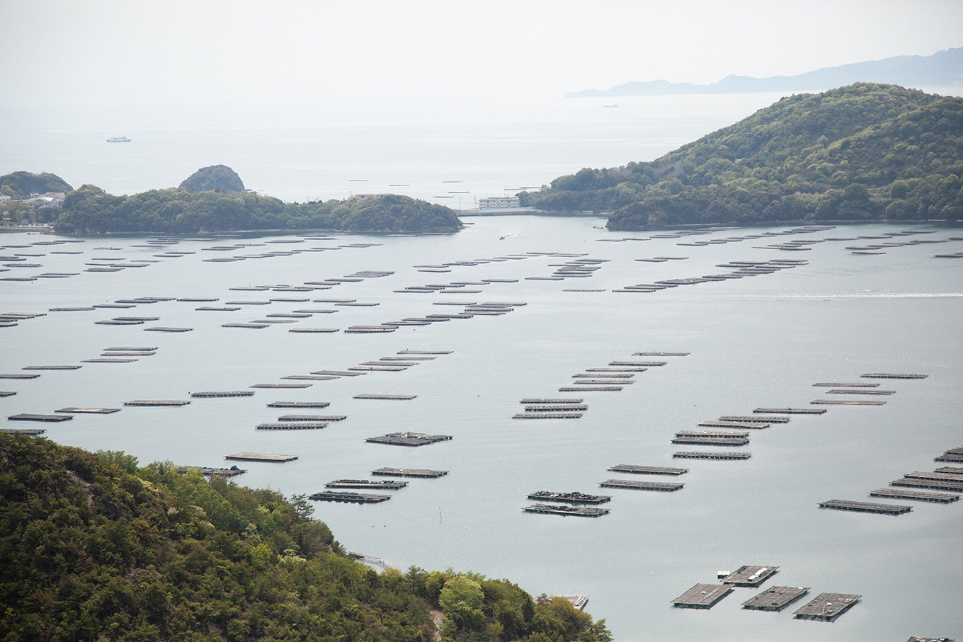 牡蠣 冷凍 蒸し牡蠣 内閣総理大臣賞 受賞 大粒 1kg （500g×2箱） MSC認証 マルト水産 岡山県邑久町虫明産 かき カキ 貝 海鮮 魚介類 魚介 [№5735-0816]