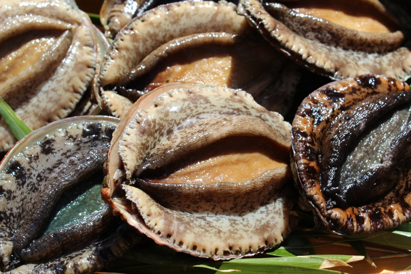 G201 千葉県産干しアワビＣ(網鮑)