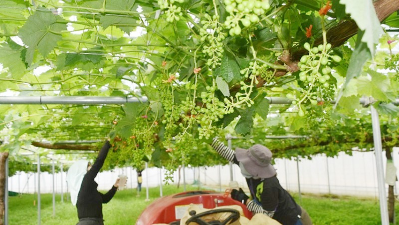 【定期便】シャインマスカット定期便 約2.0kg×3回【2026年発送】（KSB）F5-101【シャインマスカット 葡萄 ぶどう ブドウ 令和8年発送 期間限定 山梨県産 甲州市 フルーツ 果物】