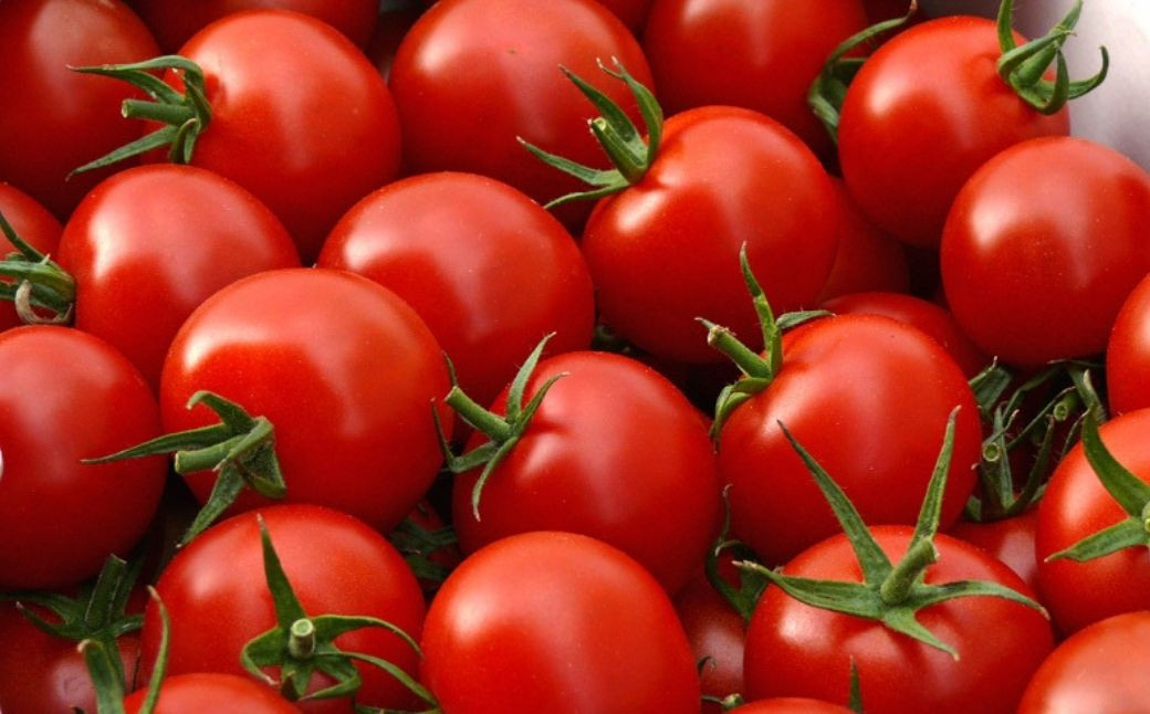 【3月上旬より発送】低農薬栽培 プレミアムトマトジュース 180mL×8本 野菜 やさい トマト とまと フルーツ トマトジュース ストレート 国産 旬 完熟 セット 大容量 詰め合わせ ギフト 贈答品 健康 美容 リコピン ケチャップ ソース ジュース リピート ギフト 人気 高品質 好評 広島県産 江田島市/有限会社グリーンファーム[XAB004]