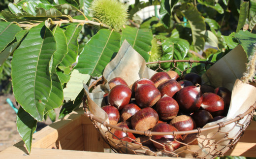 【年3回】フルーツ・野菜定期便 梨 栗 トマト