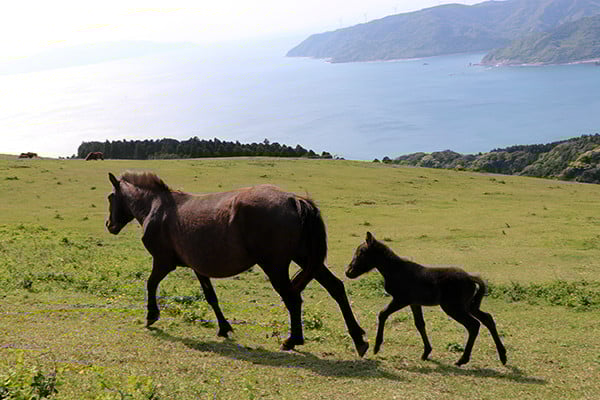 KU390 植物由来の原料「ドッグシャンプー COCORO」300ml【Qcompany】