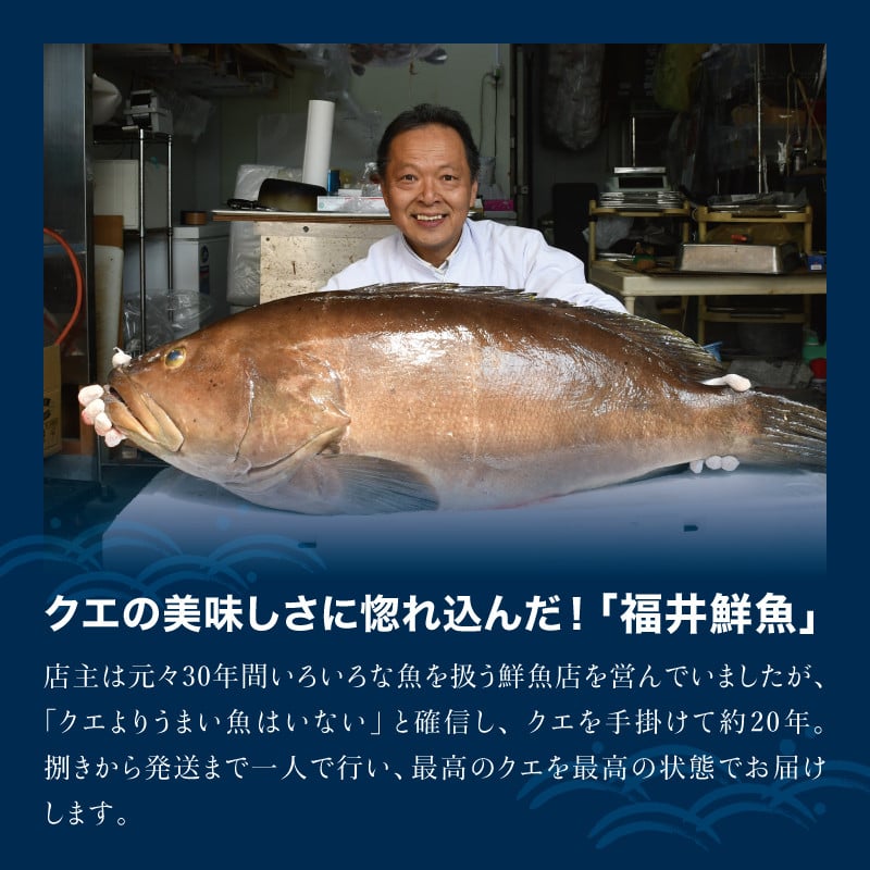 【先行予約】幻のクエ!国産 天然クエ鍋 500g / くえ 鍋 クエ鍋 天然 魚 魚貝 お鍋 セット 【fki104-cho】