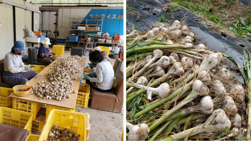 熟成黒にんにく 600g (200g×3袋) 甘くまろやかでおいしい黒ニンニク【mnr101】