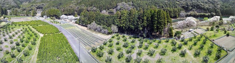 熟成黒にんにく 600g (200g×3袋) 甘くまろやかでおいしい黒ニンニク【mnr101】