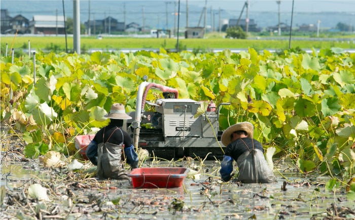 【年内配送】白石町産 泥付きれんこん （4kg） 【佐賀県農業協同組合】レンコン 蓮根 野菜 根菜 佐賀県産 九州 佐賀県 白石町 [IAK015]