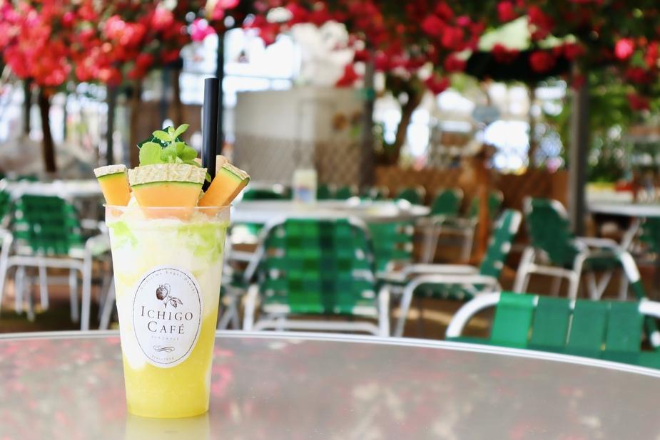 【年2回定期便】メロン・スイカ (指定月発送)  | 限定 定期便 マスクメロン 最高品スイカ フルーツ 果物 厳選 高級 青肉メロン 人気 デザート ギフト プレゼント 贈り物 くだもの 旬 お取り寄せ ギフト 甘い スイカ めろん 詰合せ 高糖度 先行予約 産地直送 すいか 高知県 南国市