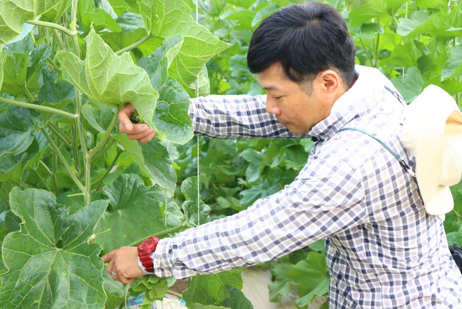 【年2回定期便】メロン・スイカ (指定月発送)  | 限定 定期便 マスクメロン 最高品スイカ フルーツ 果物 厳選 高級 青肉メロン 人気 デザート ギフト プレゼント 贈り物 くだもの 旬 お取り寄せ ギフト 甘い スイカ めろん 詰合せ 高糖度 先行予約 産地直送 すいか 高知県 南国市