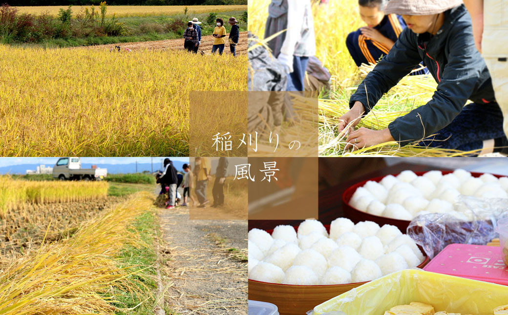 無添加 米味噌 850g ×2 栽培期間中 農薬・化学肥料不使用 ミソ みそ 味噌 米みそ 国産 天然醸造蔵仕込み 天然醸造 調味料 調味料セット 福岡 福岡県 小郡市