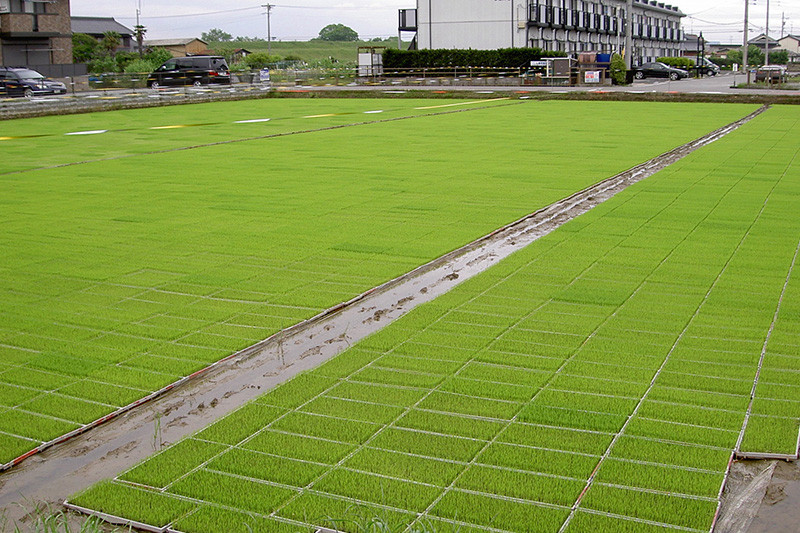 ≪令和7年度産≫もち米 モチミノリ 5kg 新米 餅 お餅 餅つき おこわ 赤飯 お餅 産直 産地直送 農家直送 国産 モチモチ もちもち 備蓄 備蓄米 保存 防災 災害 コメ 雑煮 大福 あられ イベント お正月 常温 10000円 1万円 農事組合法人わごう 岐阜県 大垣市