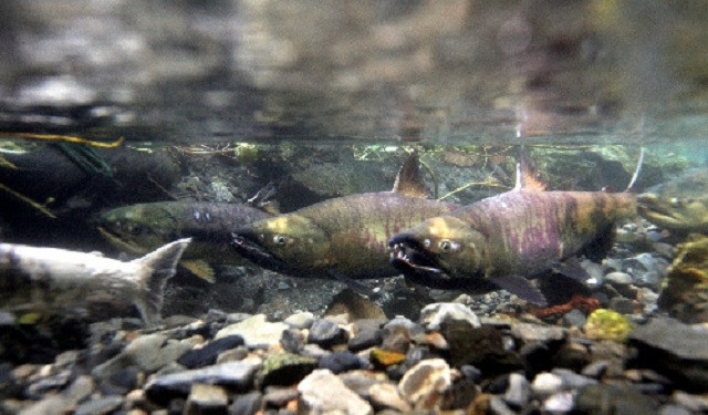 【大槌サーモン】銀鮭 3種 詰合せ 計20切 (西京漬 粕漬 塩)【すごい品掲載】※数量限定※｜福袋 サーモン国産 サーモン切り身 冷凍 小分け 詰め合わせ セット ご当地サーモン 国産 食べ比べ