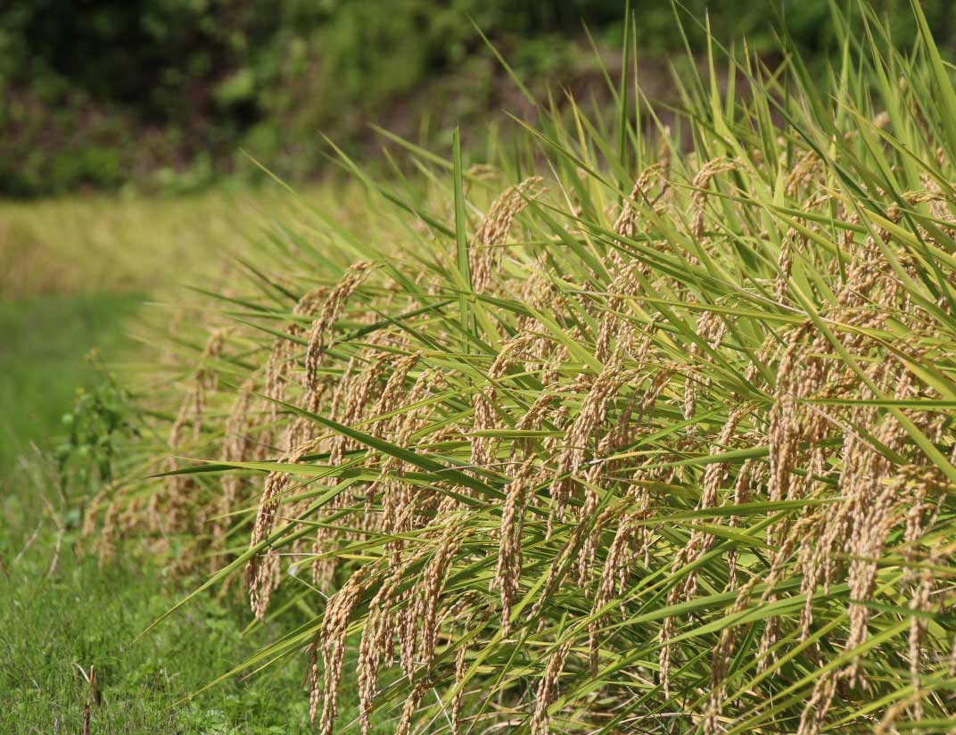 G3-7K03旧山古志村のこしひかり「たねすはら米」白米3kg（新潟県産コシヒカリ）