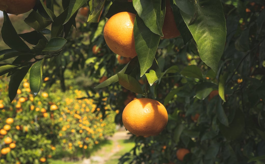 ZP6009n_まるごと三宝柑シャーベット 5個 セット