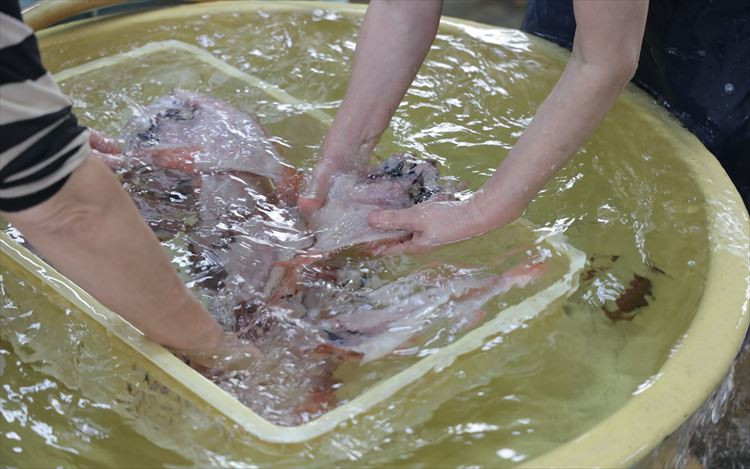 山陰浜田港あけぼの丸と浜の匠ののどぐろ・かれい一夜干しセット のどぐろ アカムツ かれい 魚介類 魚貝類 魚 干物 干もの 一夜干し 干物セット のどぐろ カレイ セット 詰め合わせ 【146_2042】