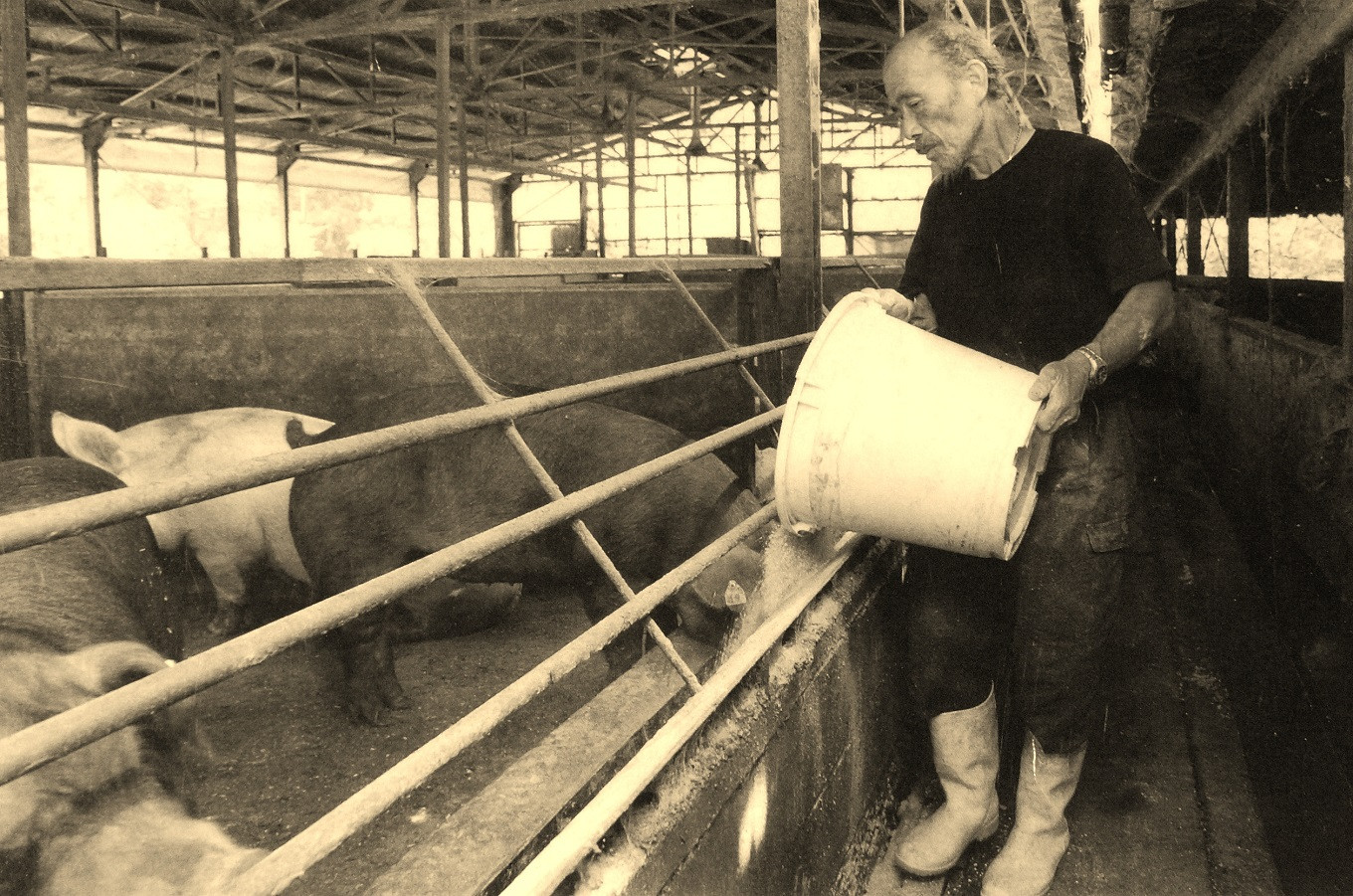 自社ブランド豚「京丹波ぽーく」ウデ切り落とし 1.5kg 【 京都 京丹波町産 豚肉 ポーク 国産 京都ポーク 焼き肉 しゃぶしゃぶ 豚丼 野菜炒め お弁当 】 ※北海道・沖縄は配送不可 [012KT002]