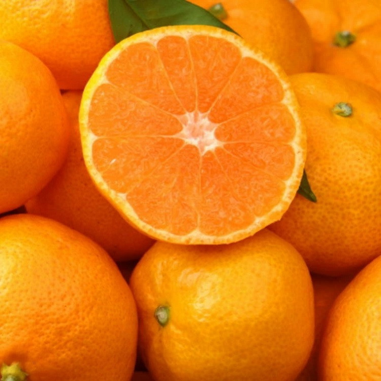 【食べごたえ十分】有田みかん大玉約9kg（3Lサイズ・秀品）※2026年11月中旬～2027年1月中旬頃順次発送（お届け日指定不可）【tec879B】