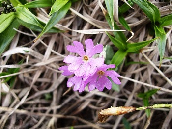 夕張岳Tシャツ(青系(インディゴ)・Lサイズ) YP2