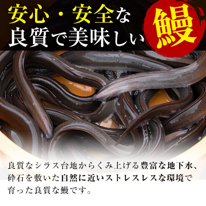 【丑の日までに配送】鹿児島県産うなぎ蒲焼 名水慈鰻 40尾(1尾約160g)+きざみ鰻20袋(1袋約50g)＜合計約7.4kg＞ wb82-001-us
