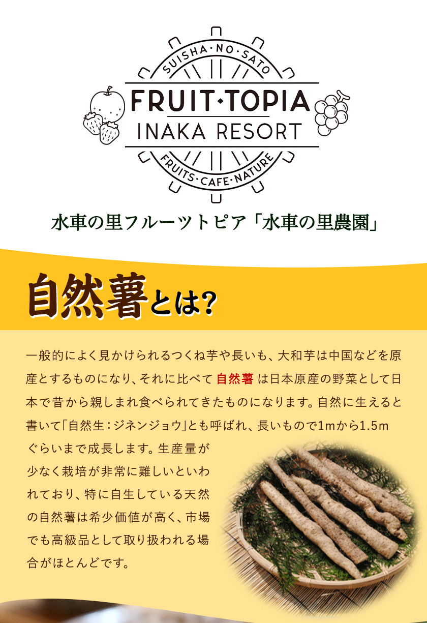 29.【先行予約】 自然薯 セット 《2026年11月中旬‐12月末頃出荷》 水車の里フルーツトピア 岡山県 矢掛 自然薯 野菜 自然生 山芋