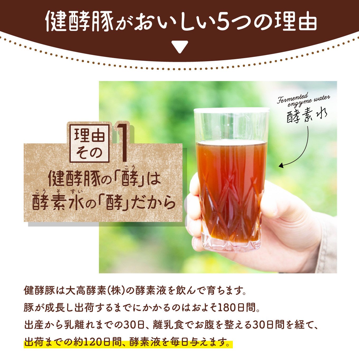 北海道産 健酵豚 ハンバーグ 計 900g (150g ×6個) 豚肉 ブランドポーク ハンバーグステーキ 簡単調理 惣菜