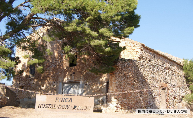 オリーブオイル エキストラバージン オリーブ オイル トルトサ 1本入箱 10セット 油 オリーブ油 食用油 調味料 セット ギフト 贈り物 2024年 [№5735-0341]