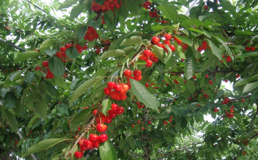 【令和8年産先行予約】【贈答用】 さくらんぼ「佐藤錦」（2Lサイズ）88粒 いまいのさくらんぼ園　K-8114