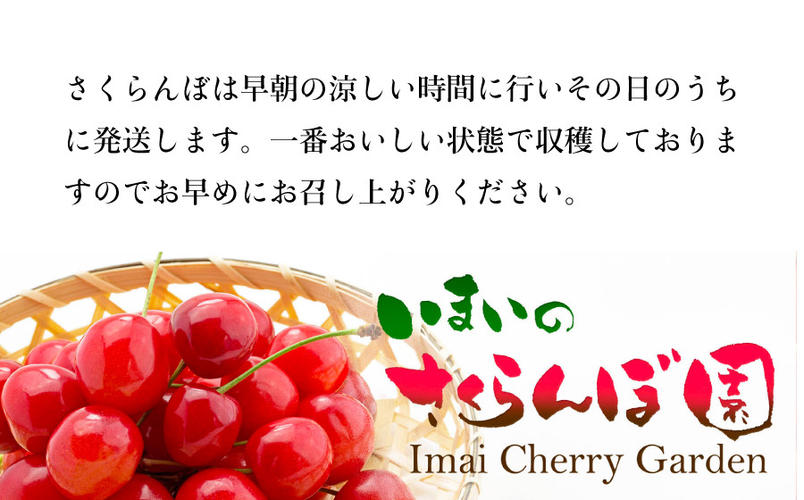 【令和8年産先行予約】【贈答用】 さくらんぼ「佐藤錦」（2Lサイズ）88粒 いまいのさくらんぼ園　K-8114