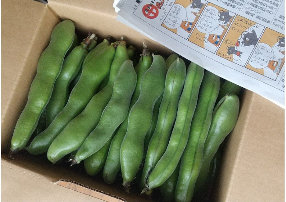 【2026年2月上旬~発送】指宿産さや付きソラマメ【いろどり小町】約1.5kg(ナマケモノ畑/A-319) 鹿児島県 そらまめ ソラマメ そら豆 豆 旬 指宿市 春 野菜 サラダ おつまみ