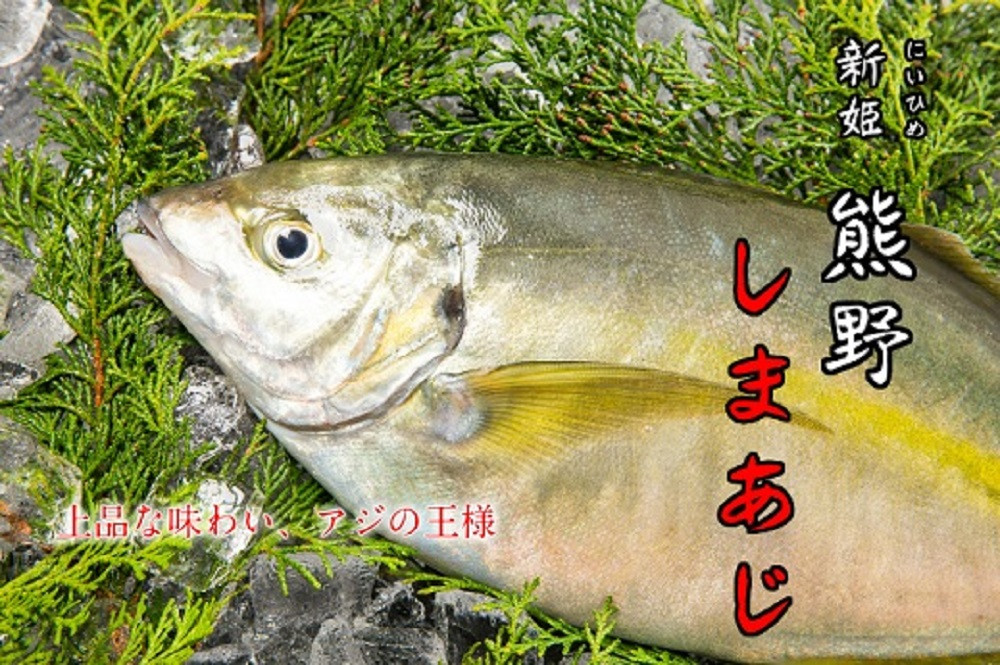 【配送日指定可】 アジ 新姫熊野しまあじ 1匹 下処理済み【冷凍】あじ シマアジ 鯵 刺身 お刺身 さしみ 真空 海鮮 魚介 鮮魚 寿司 お寿司 しゃぶしゃぶ あじフライ アジフライ 水谷水産 三重県 熊野市【mzsi0004-2】