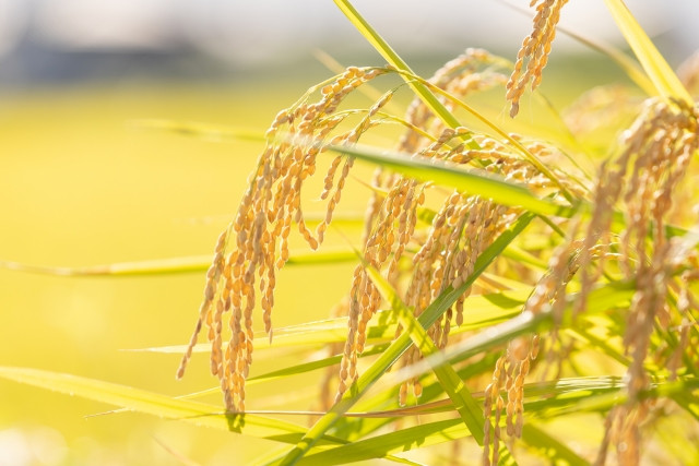 【毎月定期12回】令和7年産 新米 自然農法 ササニシキ 5kg【精米】