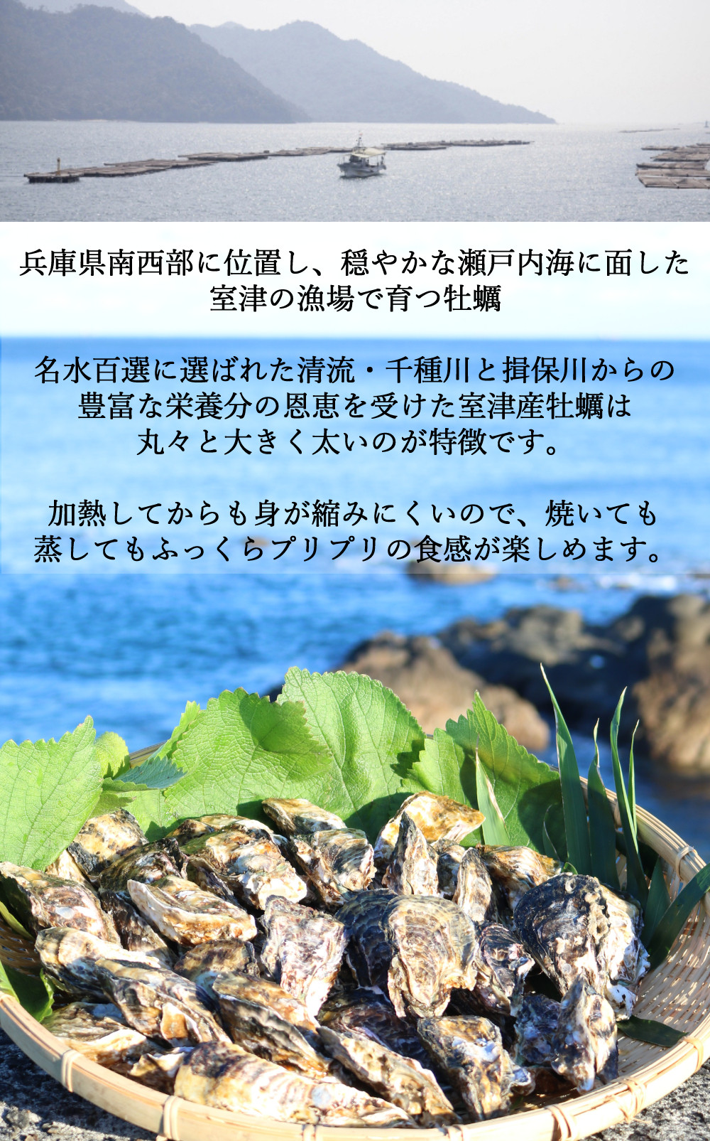 【国産】殻付き牡蠣 旅する牡蠣 プレミアムオイスター 室津 8~10個入り 室戸海洋深層水 生食用 生食 生ガキ 生食用カキ カキ 牡蠣 かき 魚貝類 冷蔵 先行予約 10000円 1万円 送料無料 ak003