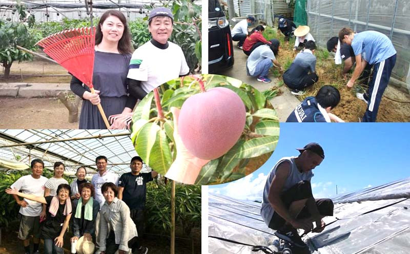 【2026年発送】贈答用 宜野座村産キーツマンゴー「マンゴーの丘」秀品 約2kg フルーツ 甘い 美味しい 特徴 香り お取り寄せ Mango デザート 大きい 希少 贈り物 ビタミン おすすめ 贅沢 栄養価 国産 沖縄県 人気 産地直送 送料無料