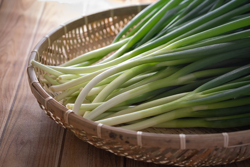 青ネギ 選べる 容量 2kg 【 シャキとろ 青ネギ 】ねっこ農園 丸ごと 食べれる 苦みえぐみが少ない 順次発送 薬味 ネギ 野菜 葱 味噌汁 うどん 鍋 朝ご飯 徳島県 吉野川市