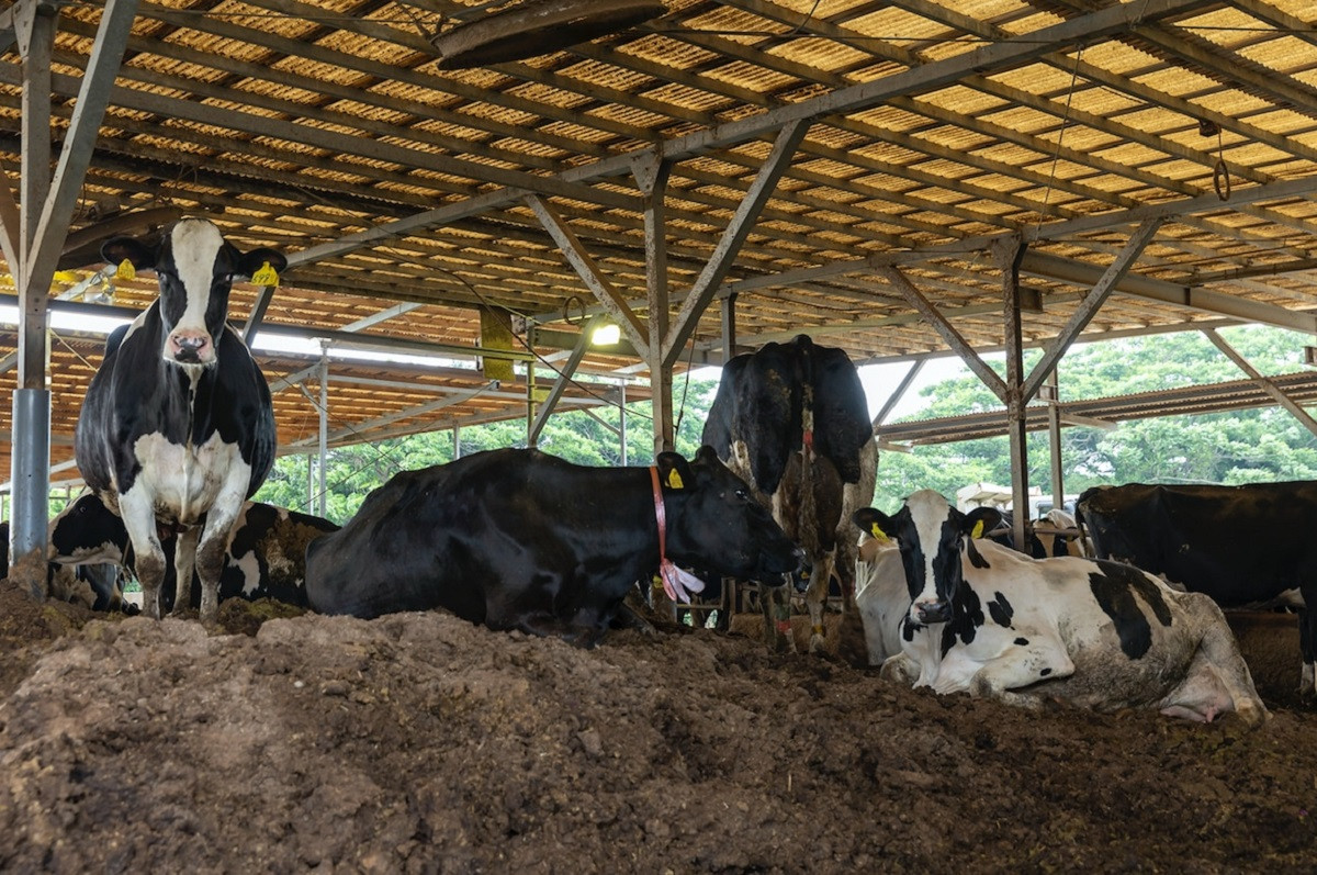 松本牧場アイス定期便（12個入り×3回） 〜本格ジェラート＆シャーベット〜 ／ 自然豊か 牧場 搾りたて 新鮮 ミルク 玄海町産素材使用 いちご みかん 本格ジェラート ジェラート アイス 抹茶 チョコ