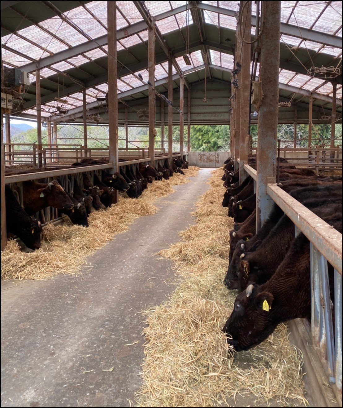 神戸ビーフ 上カルビ焼肉 350g×2 兵庫県産 国産【1044917】