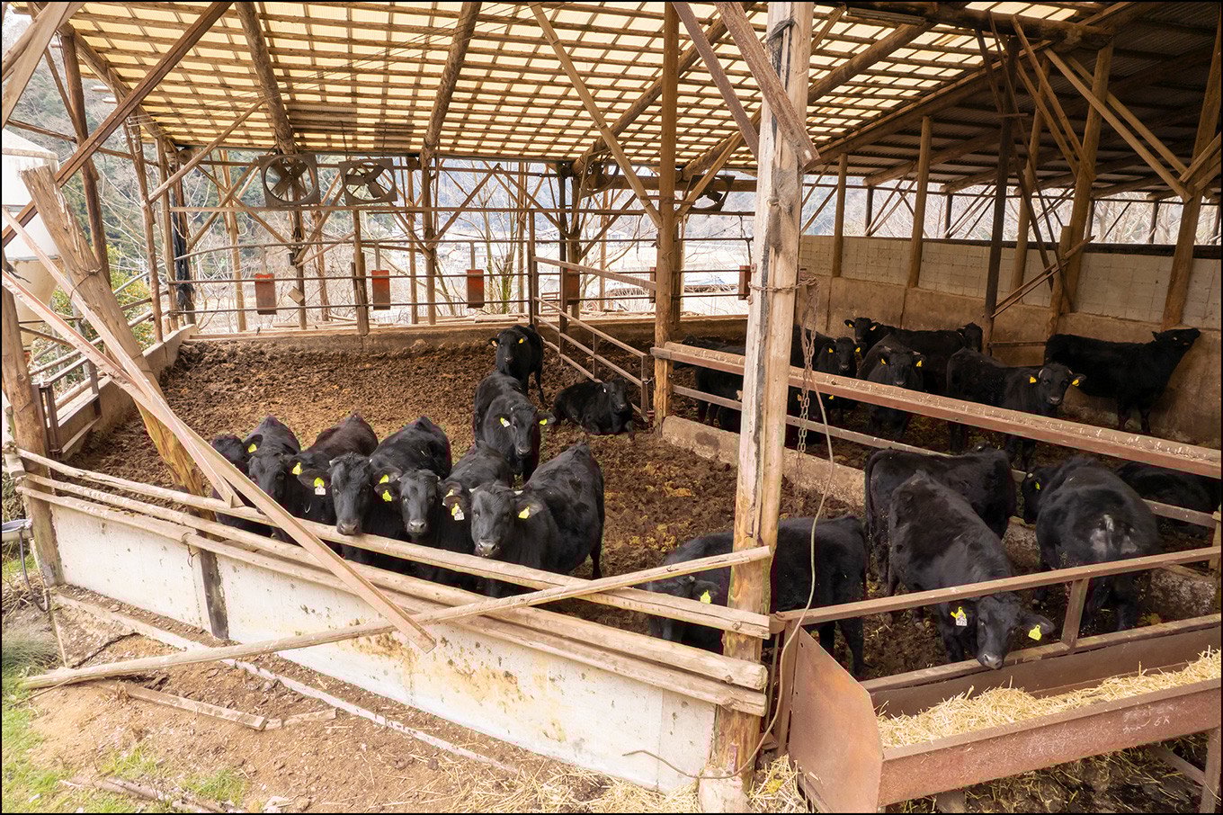 神戸ビーフ 上カルビ焼肉 350g×2 兵庫県産 国産【1044917】