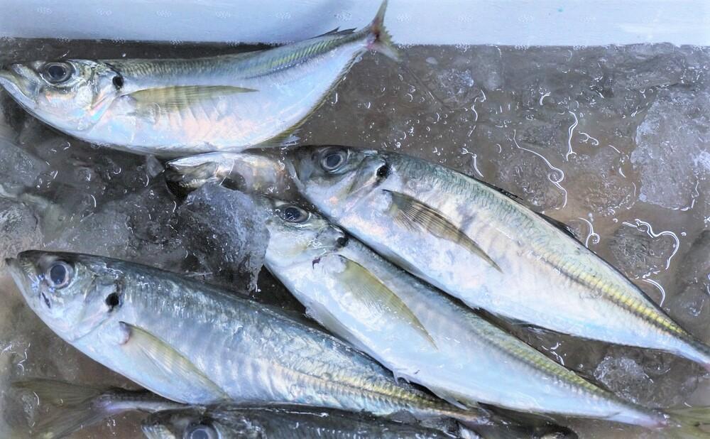 まご茶の素(鯖)【5袋入】