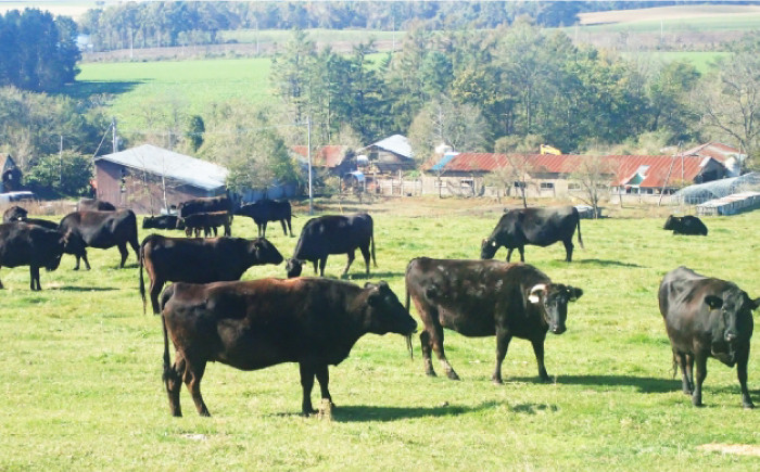 【最高級A5のみを厳選】 長崎和牛 サーロイン ステーキ 約240g（120g×2枚）【肉のあいかわ】 [QAA004] / 長崎県 佐々町