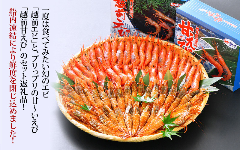 福井漁連 エビ2種 食べ比べセット 計1kg！「幻のエビ」越前えび500g & 越前甘エビ500g [e12-b009]